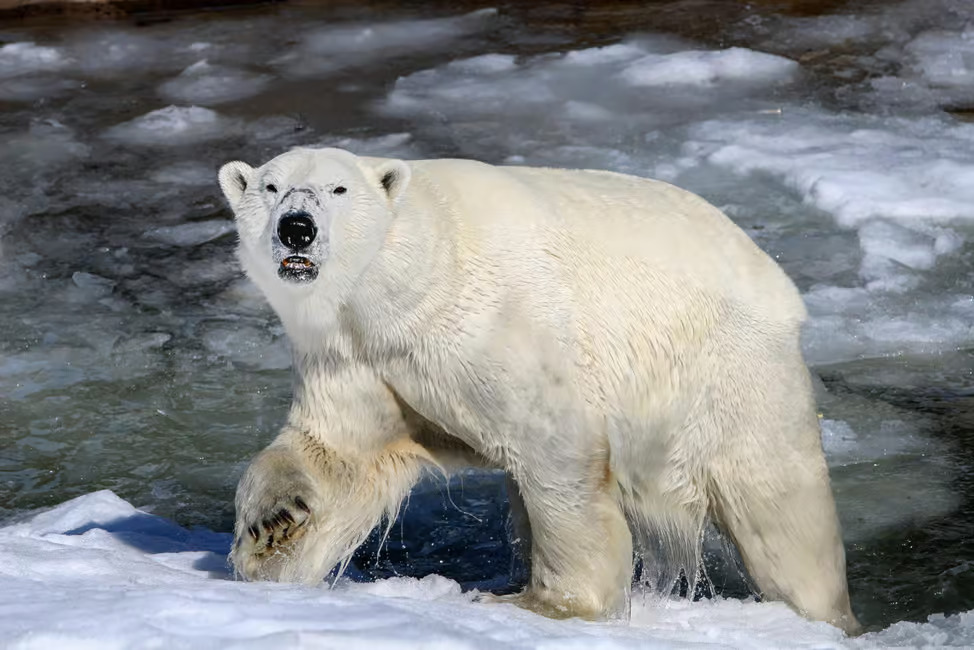 Arctic Wildlife VIP - Private Ranua Zoo Experience