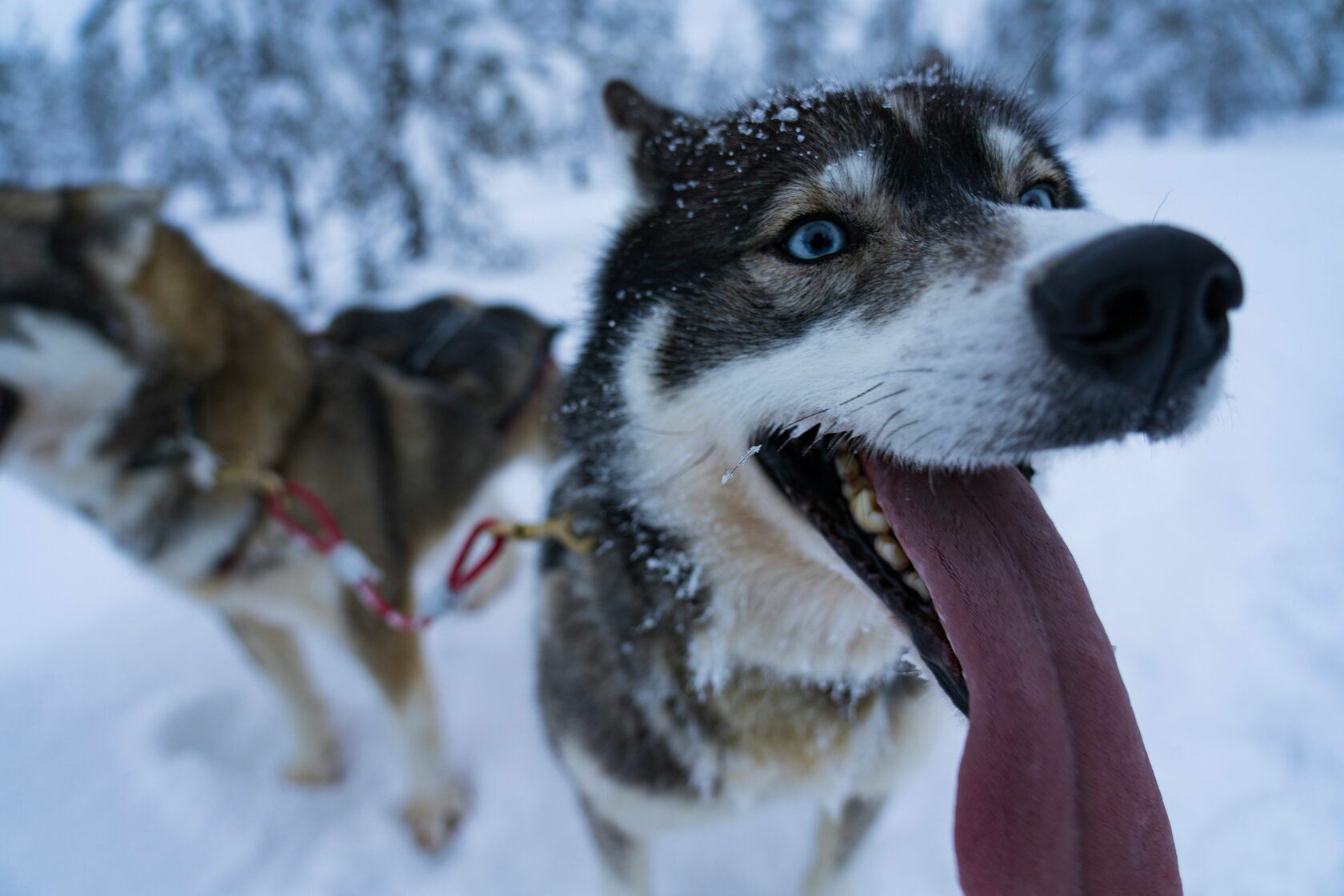 Husky Safari 2.5 / 5 km - VIP Private Ride