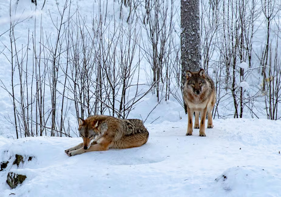 Arctic Wildlife VIP - Private Ranua Zoo Experience