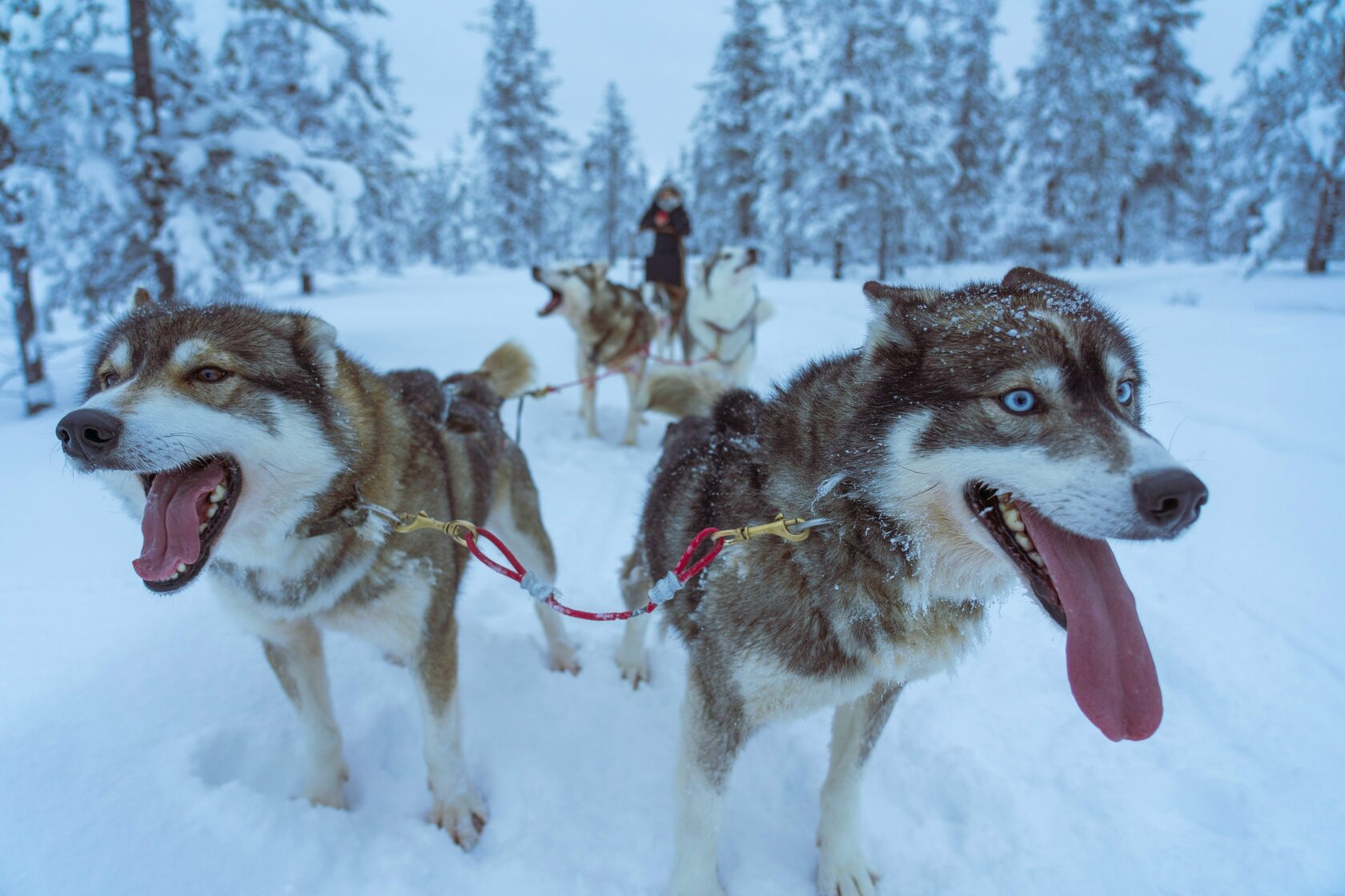 Husky Safari 2.5 / 5 km - VIP Private Ride