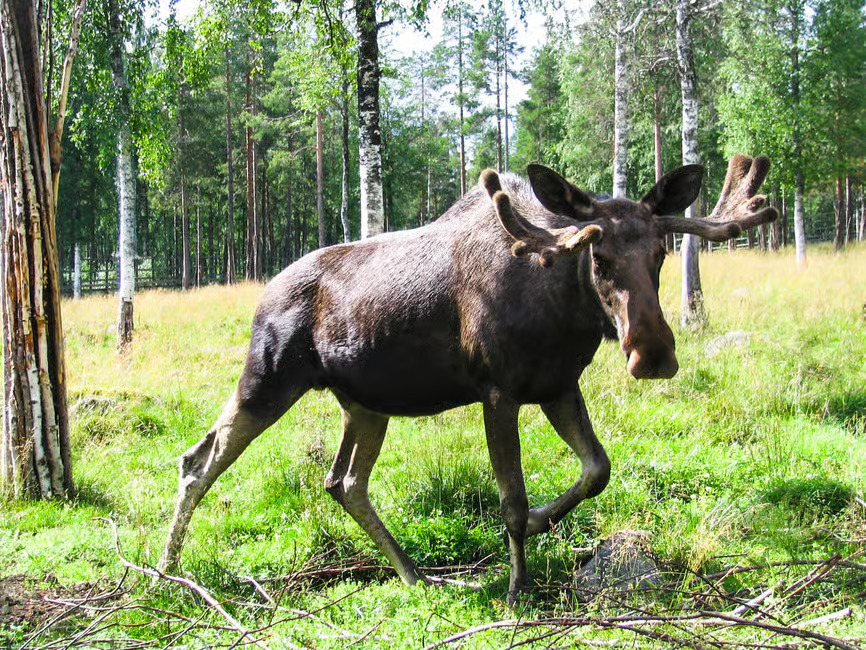 Arctic Wildlife VIP - Private Ranua Zoo Experience