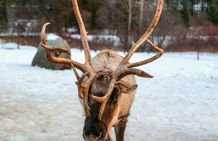 Reindeer Safari 2.5 / 5 km - Private unique experience