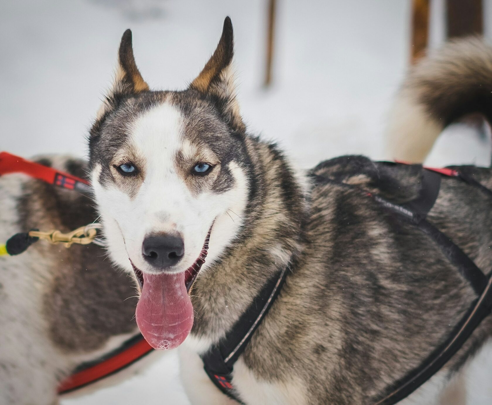 Husky Safari 2.5 / 5 km - VIP Private Ride