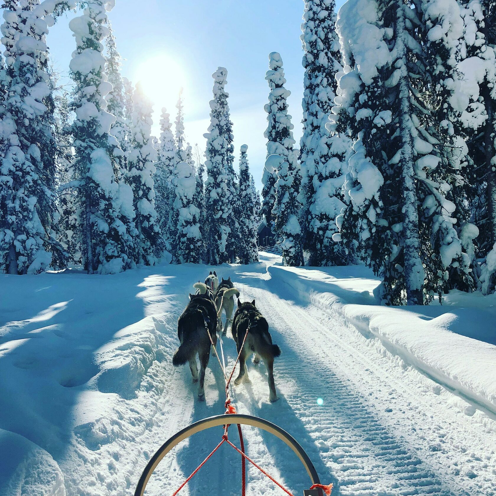 Husky Safari 2.5 / 5 km - VIP Private Ride