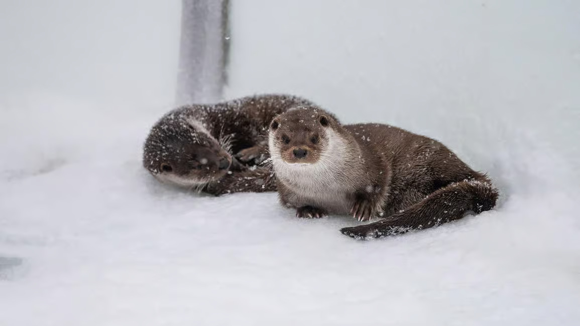 Arctic Wildlife VIP - Private Ranua Zoo Experience