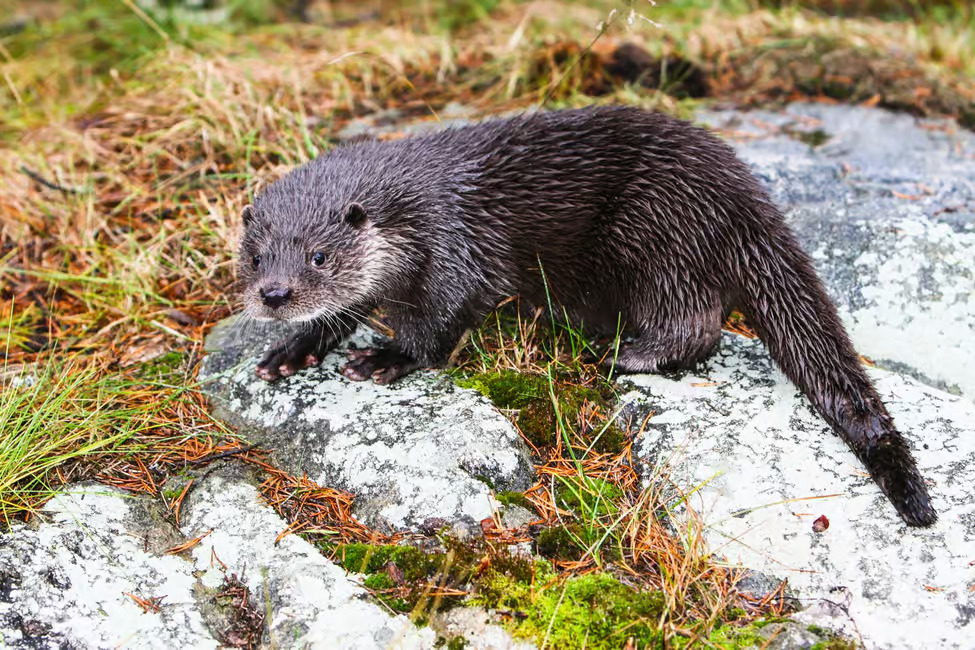 Arctic Wildlife VIP - Private Ranua Zoo Experience