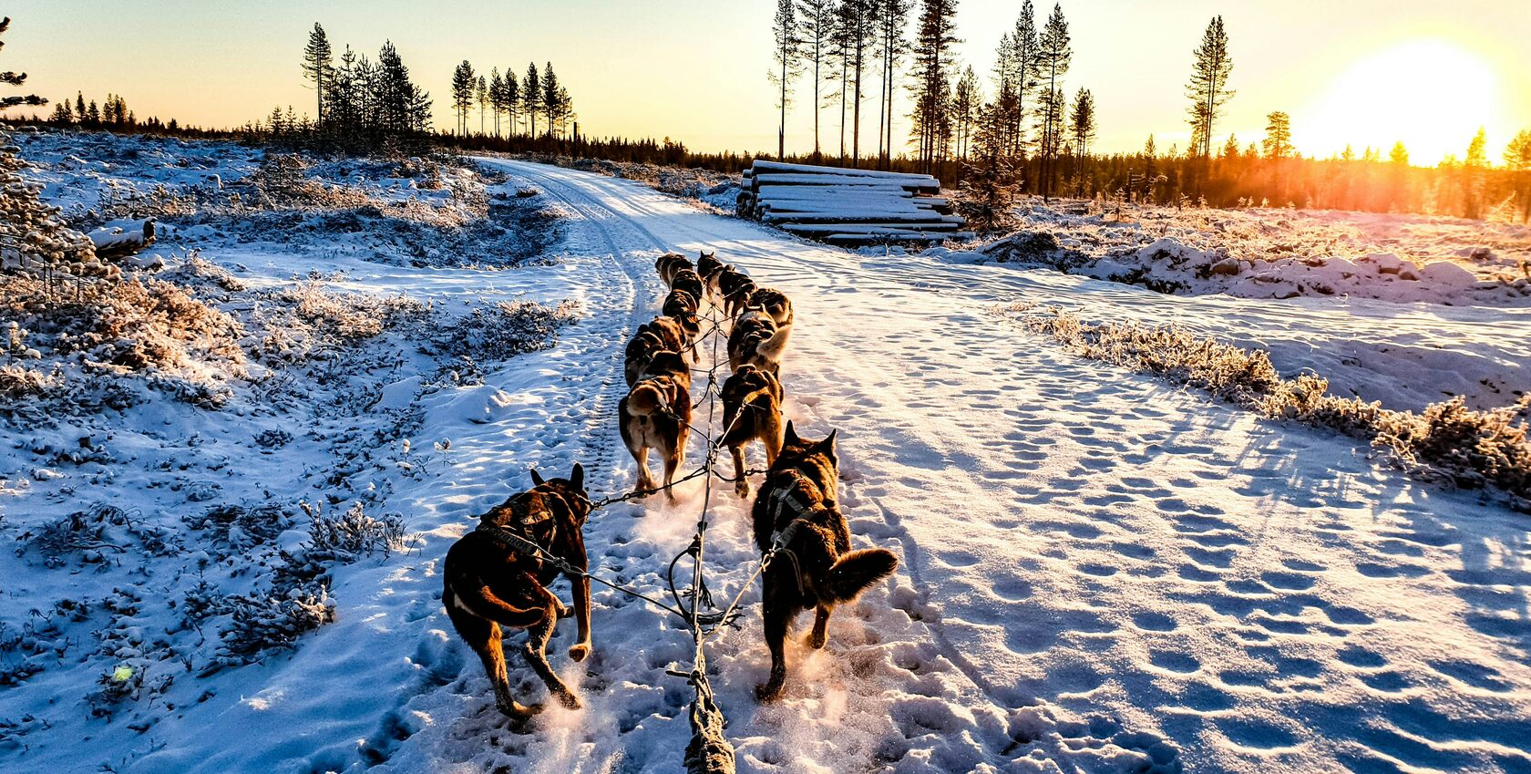 Husky Safari 2.5 / 5 km - VIP Private Ride